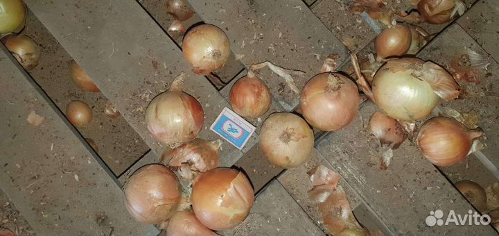 Лук на зелень(на перо)