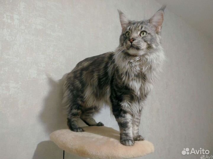 Кошки мейн-кун
