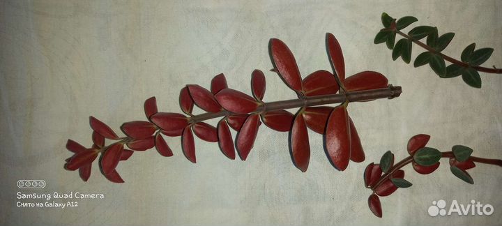 Пепиромия Red Log