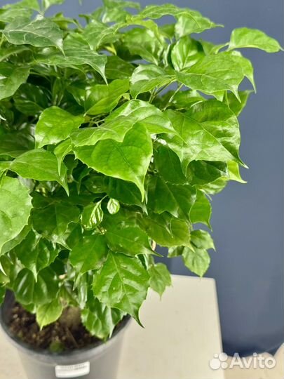 Радермахера. Радармахера