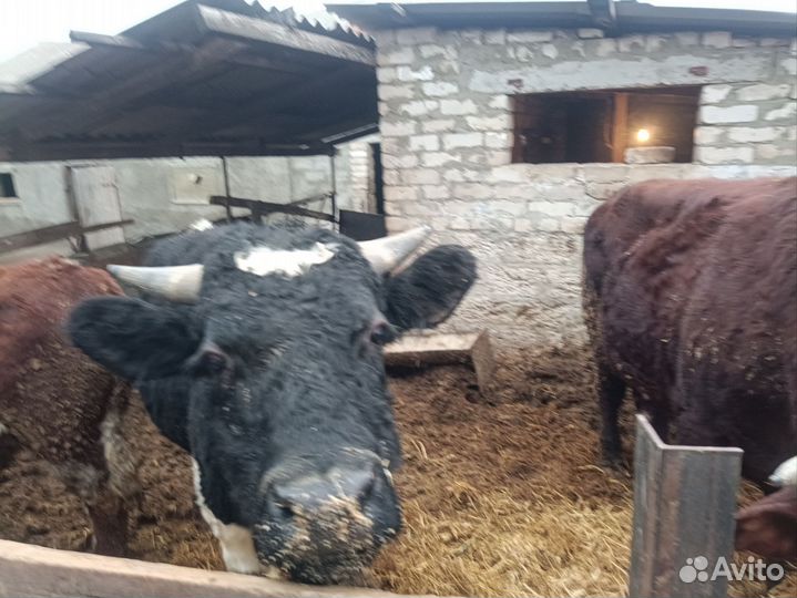 Быки на мясо