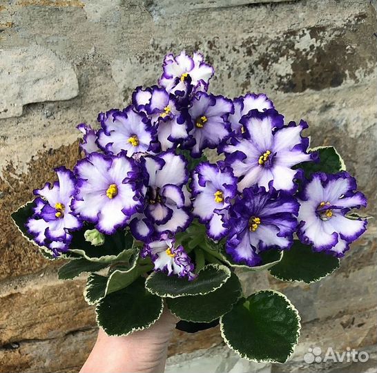 Сортовые фиалки