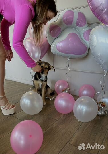 Спасеннный щенок девочка 4месяца