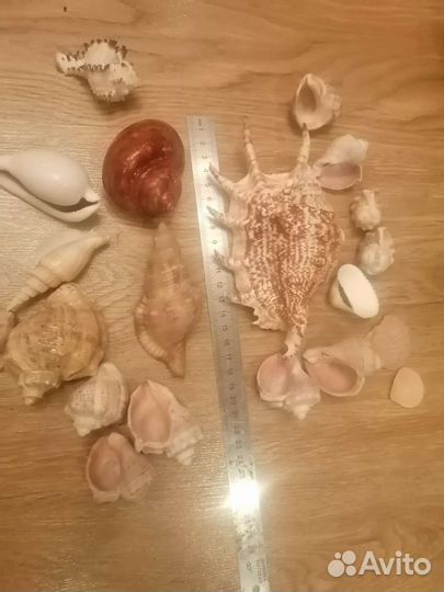 Морские ракушки раковины