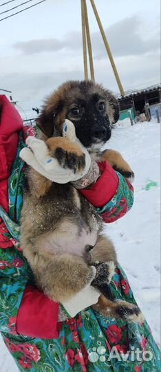 Щенок мальчик в добрые руки