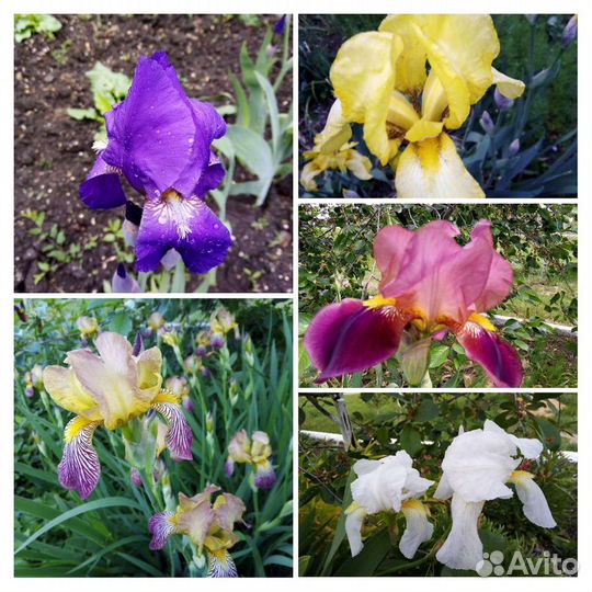 Ирисы