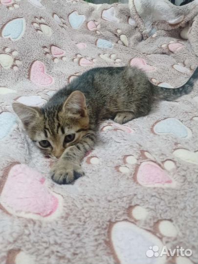 Котята в дар