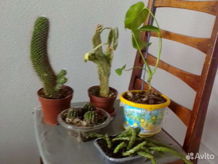 Кактусы и суккуленты