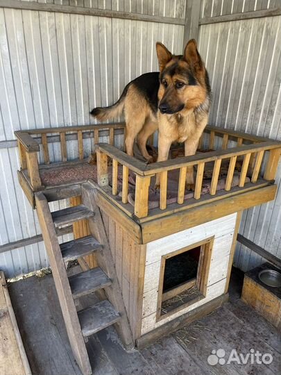 Немецкая овчарка вязка кабель