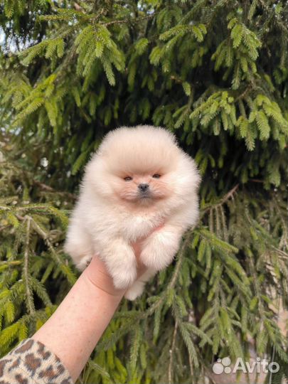 Щенки мини мишки