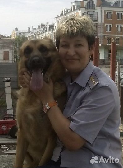 Дрессировка собак