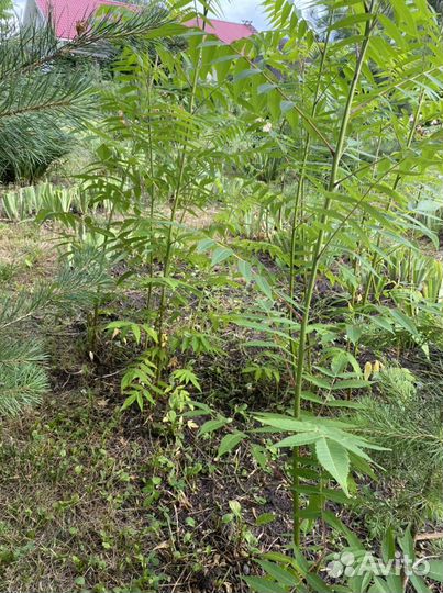 Сумах оленерогий