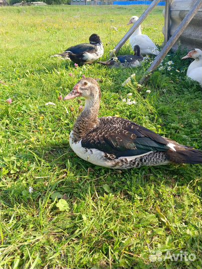 Индоутки тяжелой линии