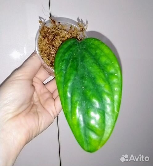 Монстера карстенианум