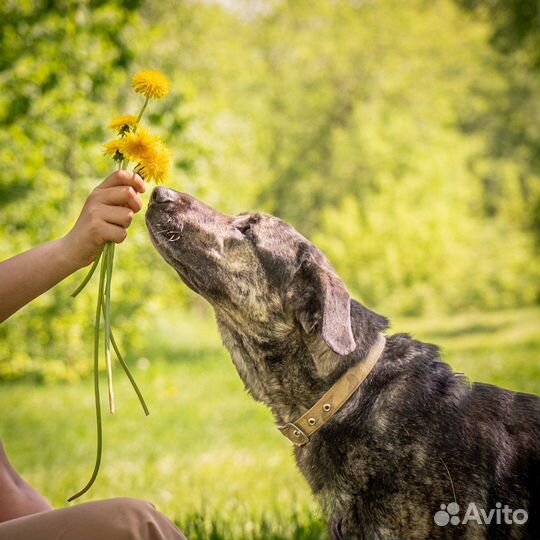 Рик из приюта