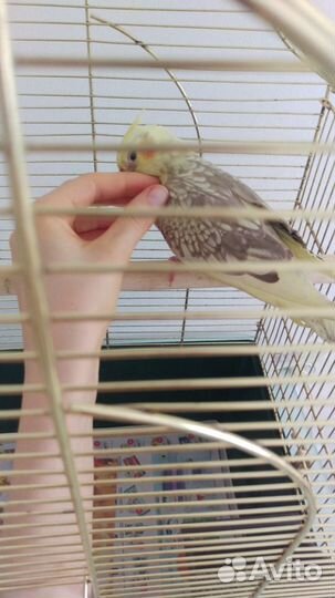 Передержка попугаев (птиц)