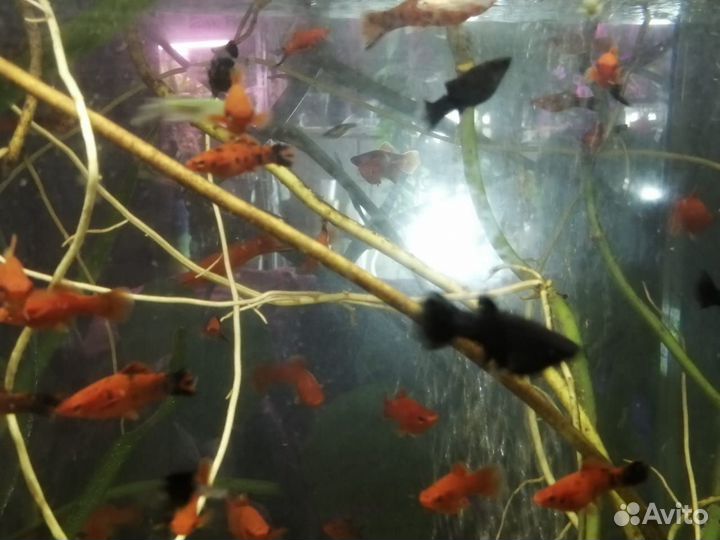 Меченосцы и моллинезии