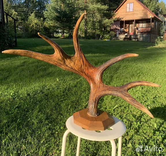 Рога лося. Вешалка