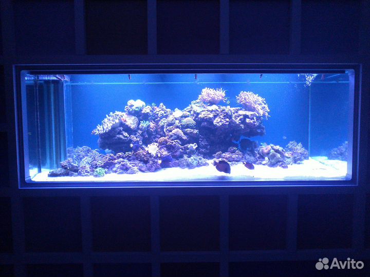 Чистка и обслуживание аквариумов. Срочный выезд