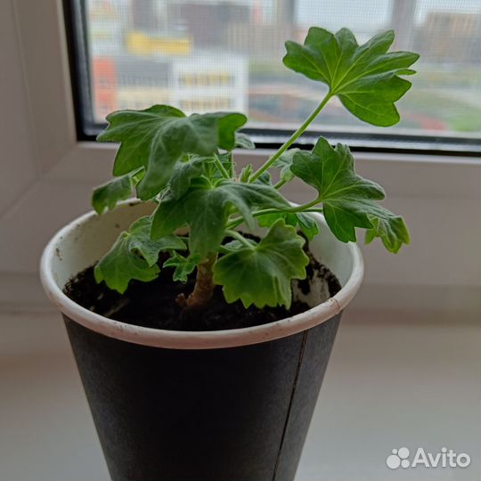 Пеларгония bonny