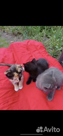 Котята в добрые руки