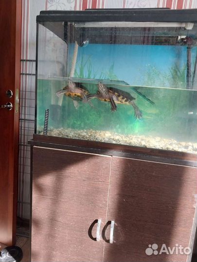 Красноухая черепаха с аквариумом