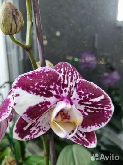 Орхидея фаленопсис