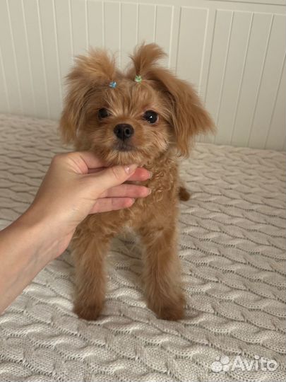 Мальтипу мальчик красная карамель