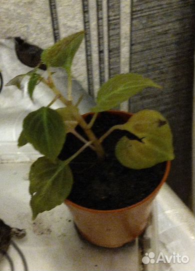 Комнатные цветы