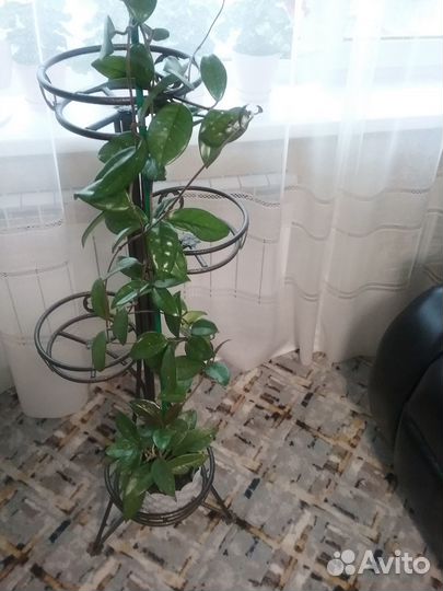 Хойя Карноза