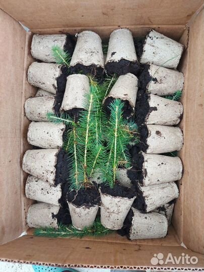 Сеянцы сосны обыкновенной зкс в розницу