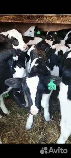 Бычки телята