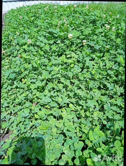 Семена клевера белого