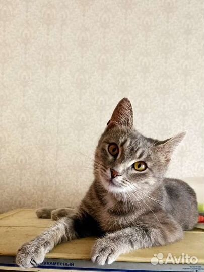 Кошка в добрые руки