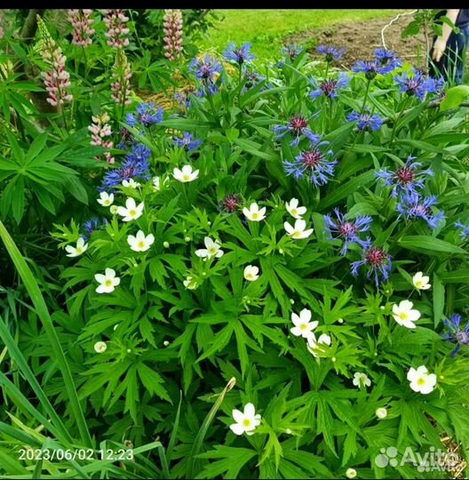 Василек горный, анемона, многолетники