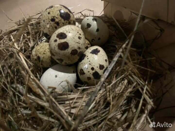 Свежие перепелиные яйца с бесплатной доставкой