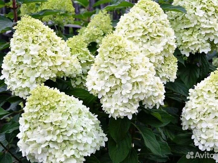 Гортензия Геркулес