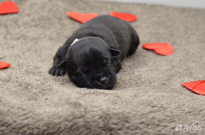 Стаффордширский бультерьер щенки