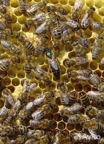 Лесной мёд (разнотравье, кипрей-иван чай)