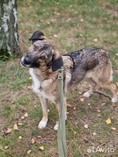 Собака ищет семью