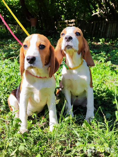 Щенки бигль