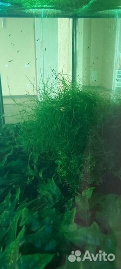 Аквариум с тумбой Vision 240