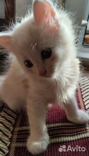 Милые умные котята