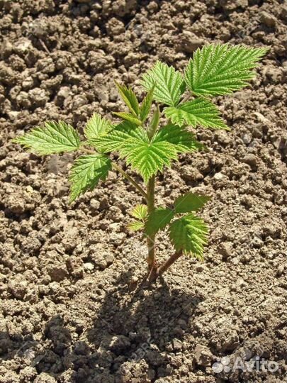 Ежевика Агавам (с шипами). Бронь до 30 июля