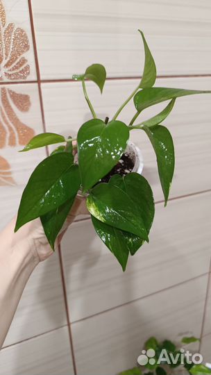Комнатные цветы