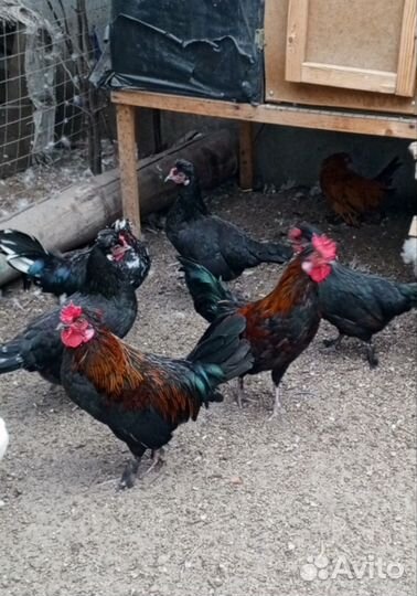 Петушки бентамки