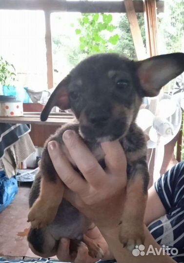 Щенки в добрые руки