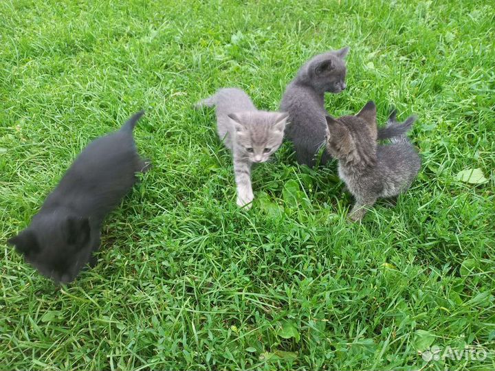 Отдам котят