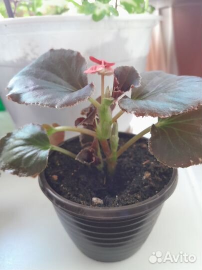 Бегония вечноцветущая