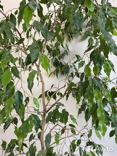 Бенджамина фикус цветок